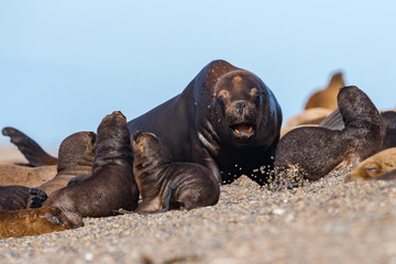 Roar of Male sea lion seal