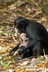 Celebes crested macaque, Sulawesi, Indonesia