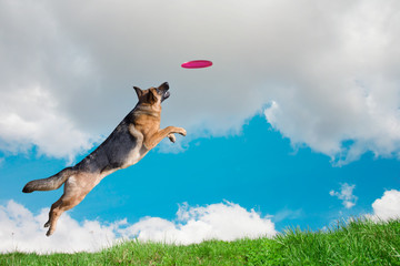 Dog is going to play disc in the sky