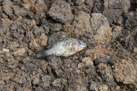 fish died on cracked earth, concept for drought, global warming