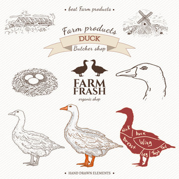 Duck farm collection hand drawn elements