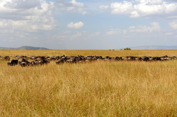 Fototapeta na wymiar Wildebeest in National park of Kenya