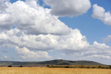 Savannah landscape in the National park of Kenya