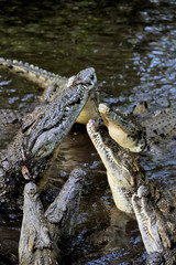 Crocodile in water. Kenya, Afrca