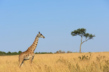 Giraffe in National park of Kenya