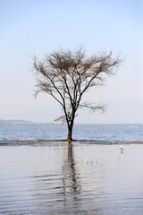 Fototapeta na wymiar Dry trees in lake