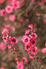 ギョリュウバイ