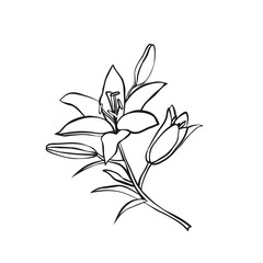 Lily sketch on white background.