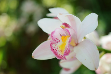 Beautiful orchid
