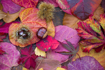 Background of autumn leaves. Autumn background.