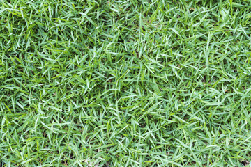 green grass background