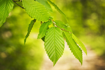 Fototapeta na wymiar Leaves