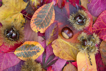 Fototapeta premium Background of autumn leaves. Autumn background.