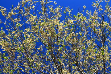 spring has come in hokkaido