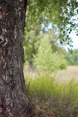 resting place under the canopy of birch. Tree in the summer day. hanging foliage
