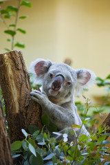 koala bear in forest