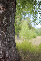 resting place under the canopy of birch. Tree in the summer day. hanging foliage
