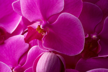 ピンク色の胡蝶蘭のクローズアップ
