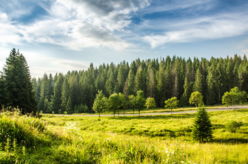 Naklejka premium mountain summer landscape. trees near meadow and forest on hills