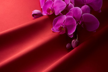 Fototapeta na wymiar 赤色のサテンとピンク色の胡蝶蘭