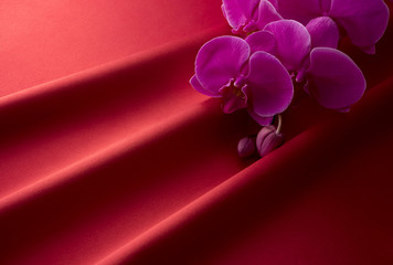 赤色のサテンとピンク色の胡蝶蘭