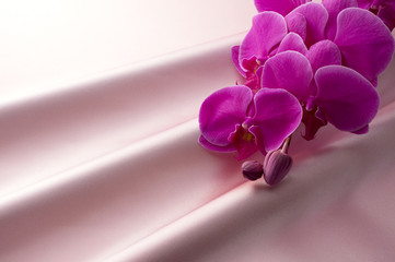 ピンク色のサテンとピンク色の胡蝶蘭
