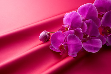 Fototapeta na wymiar 濃いピンク色のサテンとピンク色の胡蝶蘭