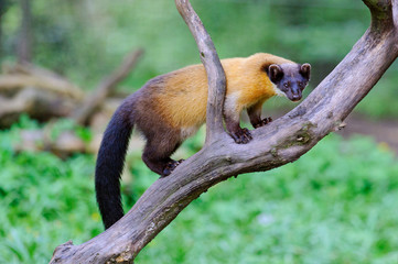 Marder Baummarder pine marten 1