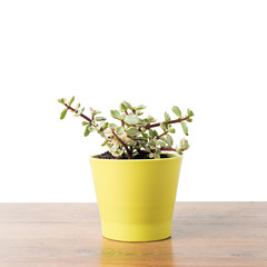 Portulacaria Afra succulent