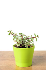 Portulacaria Afra succulent