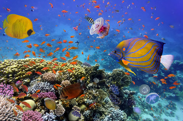 Fototapeta premium Coral Reef and Tropical Fish in the Red Sea