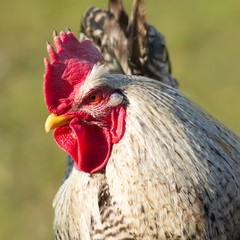 Gefleckter Haushahn / Spotted cock