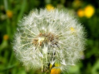 Dandelion on meadow in spring