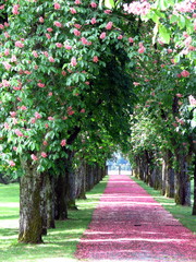 Promenade with pink chestnut flower petals