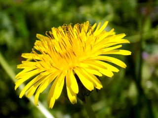 Dandelion on meadow in spring