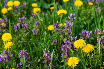 Some Purple Dead Nettle (Lamium purpureum) and yellow dandelion in meadow. Selective focus