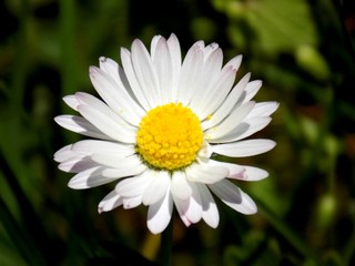 Daisy flower on meadow in spring