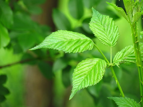 Green leaf of wild raspberries