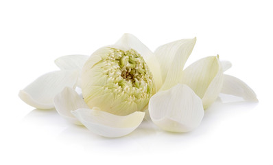 white lotus on white background