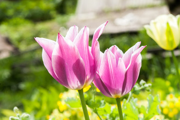 violet tulip flower