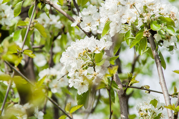 flower pear tree