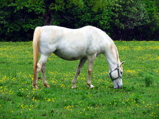 White Lipizzan horse eating grass