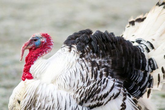 Puter in der Balz / Turkey in the mating season