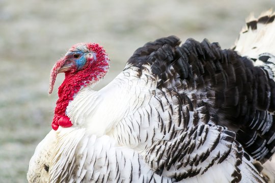 Puter in der Balz / Turkey in the mating season