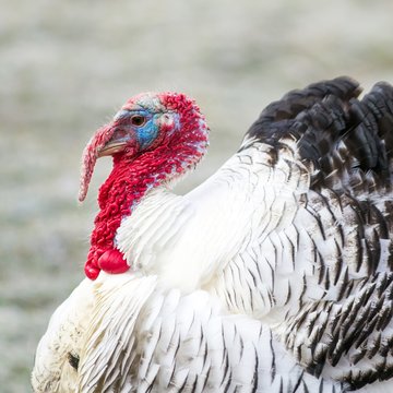 Puter in der Balz / Turkey in the mating season