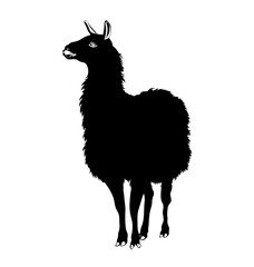 Lama, llama vector black and white