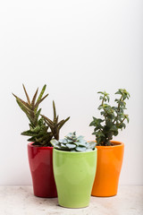 House plants. Succulents