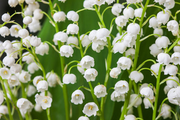 Blooming Lily of the valley in spring garden with shallow focus