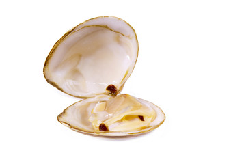 isolated clam
