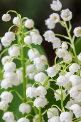 Fototapeta premium Blooming Lily of the valley in spring garden with shallow focus